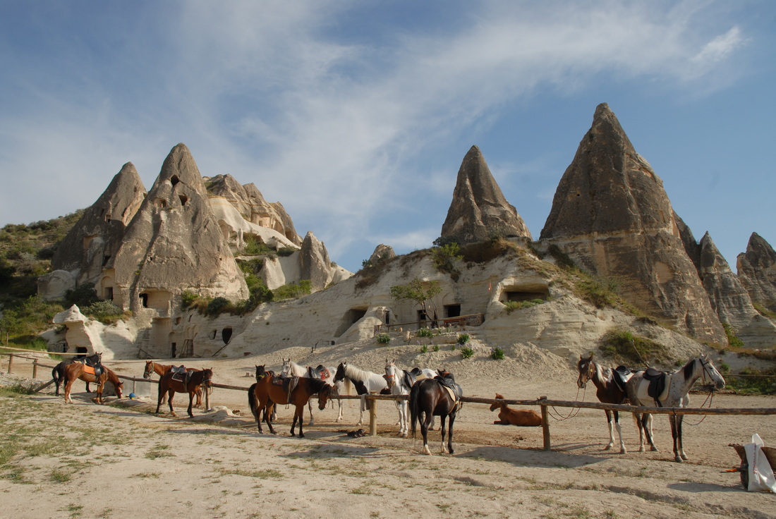 CHEVAL DE RETOUR
